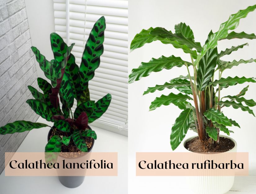 Calathea lancifolia i Calathea rufibarba
